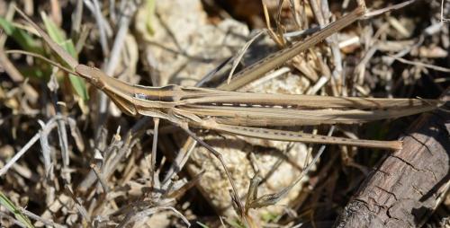 Réf. 293 428 : Acrida ungarica mediterranea